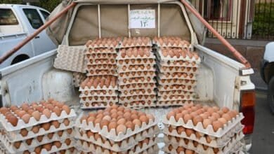 بيع بيض المائدة